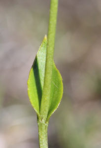 Swamp Bunny Orchid leaf