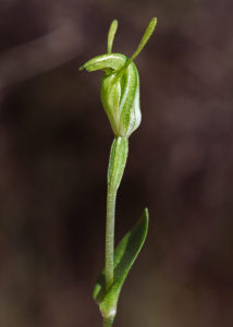 Clubbed Snail Orchid