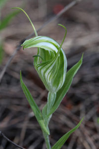 Red-veined Shell Orchid