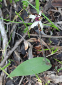 Winter Spider Orchid