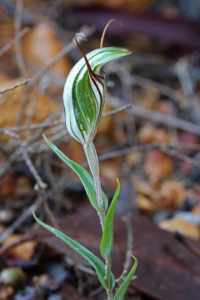 Kalbarri Shell Orchid
