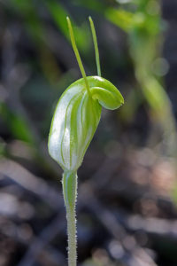Broad-petaled Snail Orchid