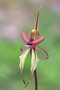 Puppet Orchid