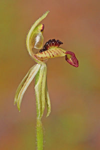 Dwarf Zebra Orchid