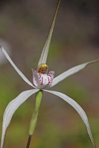 Outback Spider Orchid