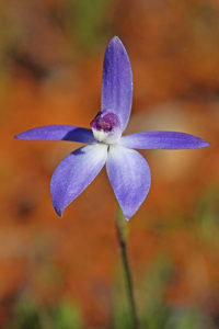 Dainty Blue Orchid