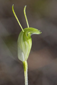 Hairy Stemmed Snail Orchid