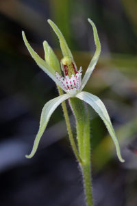 Sandhill Spider Orchid