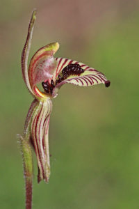 Zebra Orchid
