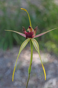 Esperance King Spider Orchid
