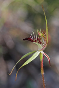 Grass-leafed Spider Orchid