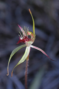 Grass-leafed Spider Orchid