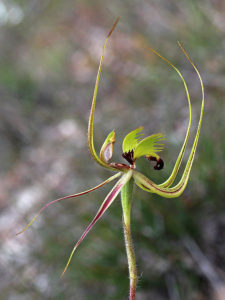 Green Spider Orchid