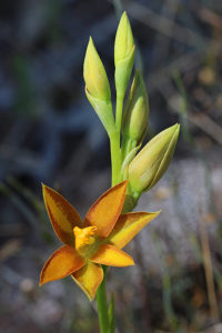 York Sun Orchid