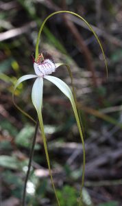 Esperance White Spider Orchid
