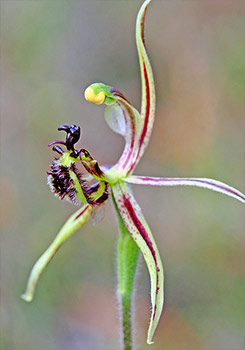 Caladenia - Dragon Orchids