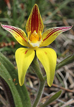 Caladenia - Fairy Orchids