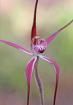 Caladenia - Spider Orchids