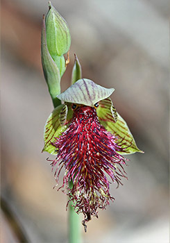 Calochilus - Beard Orchids