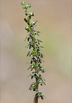 Corunastylis - Pygmy Orchid