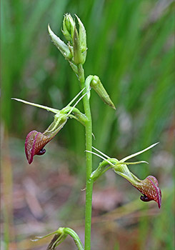 Cryptostylis - Slipper Orchid