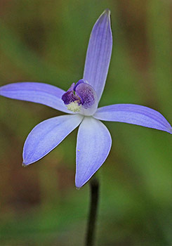 Cyanicula - Blue Orchids