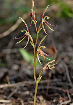 Cyrtostylis - Mosquito Orchids