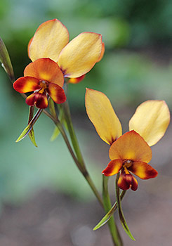 Diuris - Donkey Orchids