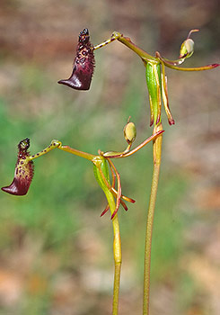 Drakaea - Hammer Orchids