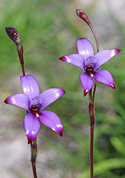 Elythranthera - Enamel Orchids