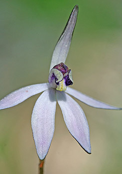 Ericksonella - Sugar Orchid