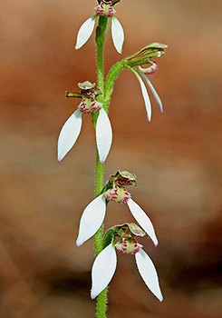 Eriochilus - Bunny Orchids