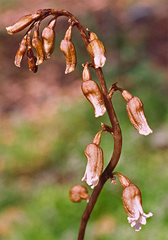 Gastrodia - Potato Orchid