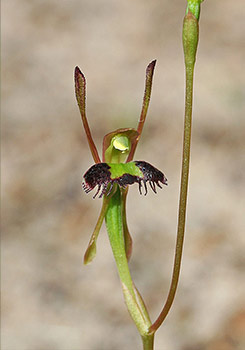 Leporella - Hare Orchid