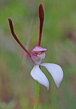 Leptoceras - Rabbit Orchid
