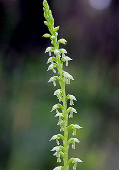 Microtis - Mignonette Orchids