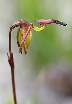 Paracaleana - Duck Orchids