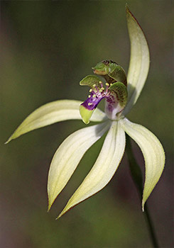 Praecoxanthus - Leafless Orchid