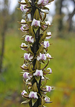 Prasophyllum - Leek Orchids