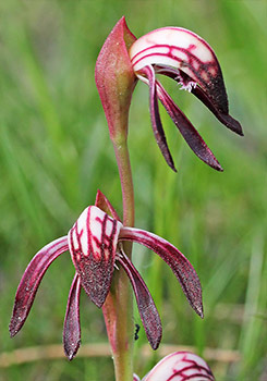 Pyrorchis - Fire Orchids