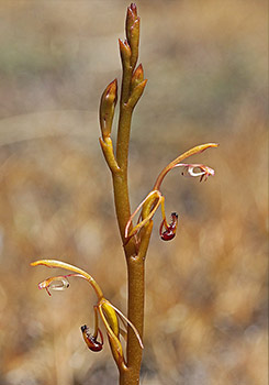 Spiculaea - Elbow Orchid