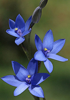 Thelymitra - Sun Orchids