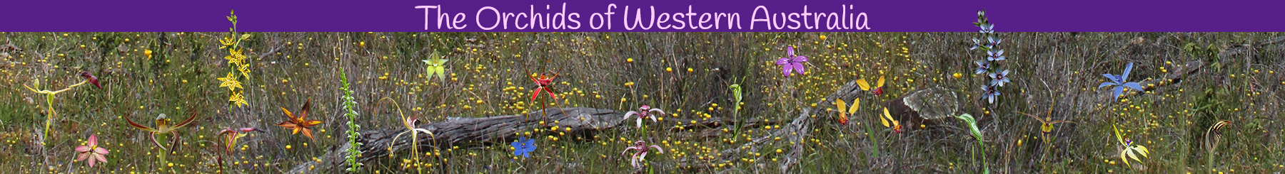 The Orchids of Western Australia